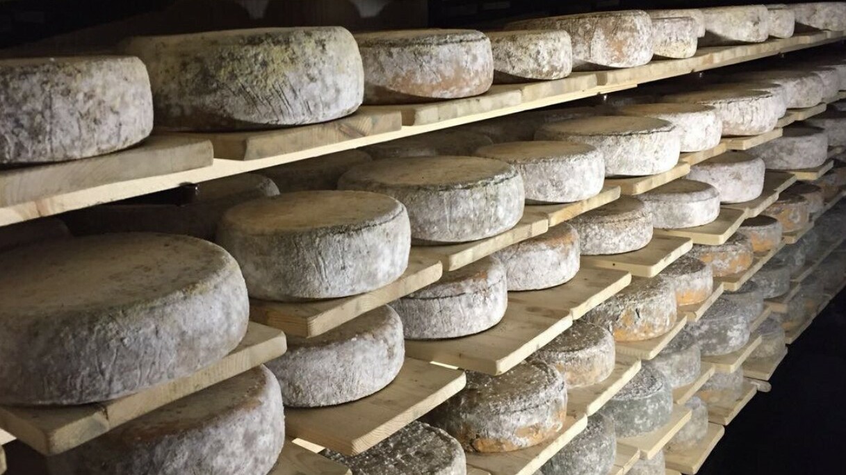 В Подмосковье наладили производство сыров с благородной белой плесенью по французским технологиям