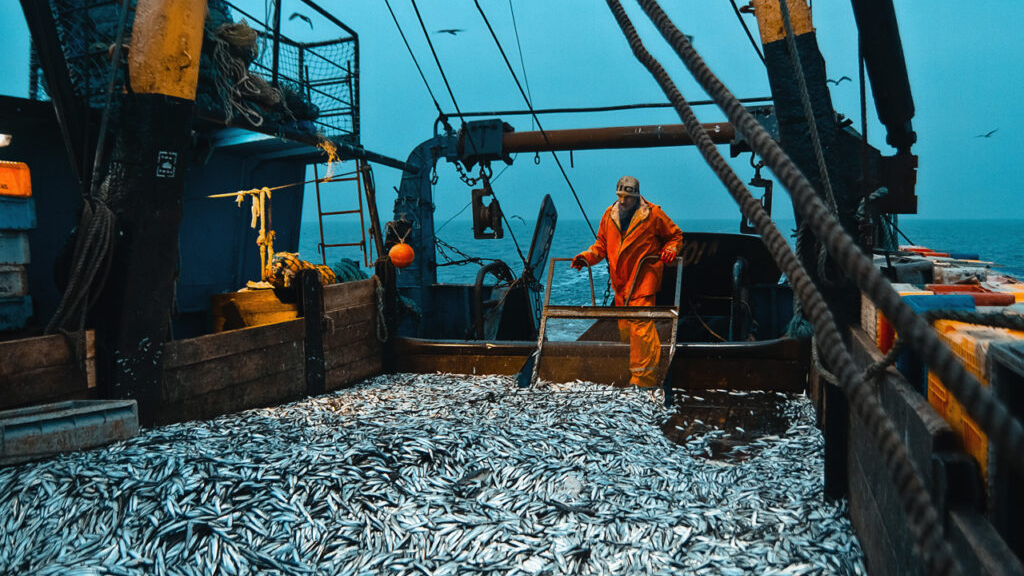 Объем добычи рыбы в Волжско-Каспийском рыбохозяйственном бассейне вырос на четверть 