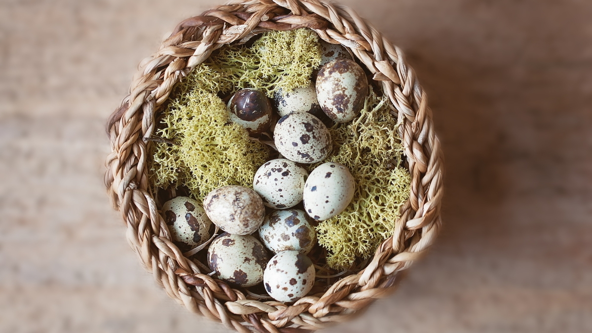 Шепиловская птицефабрика стала лидером по производству перепелиного яйца в Подмосковье