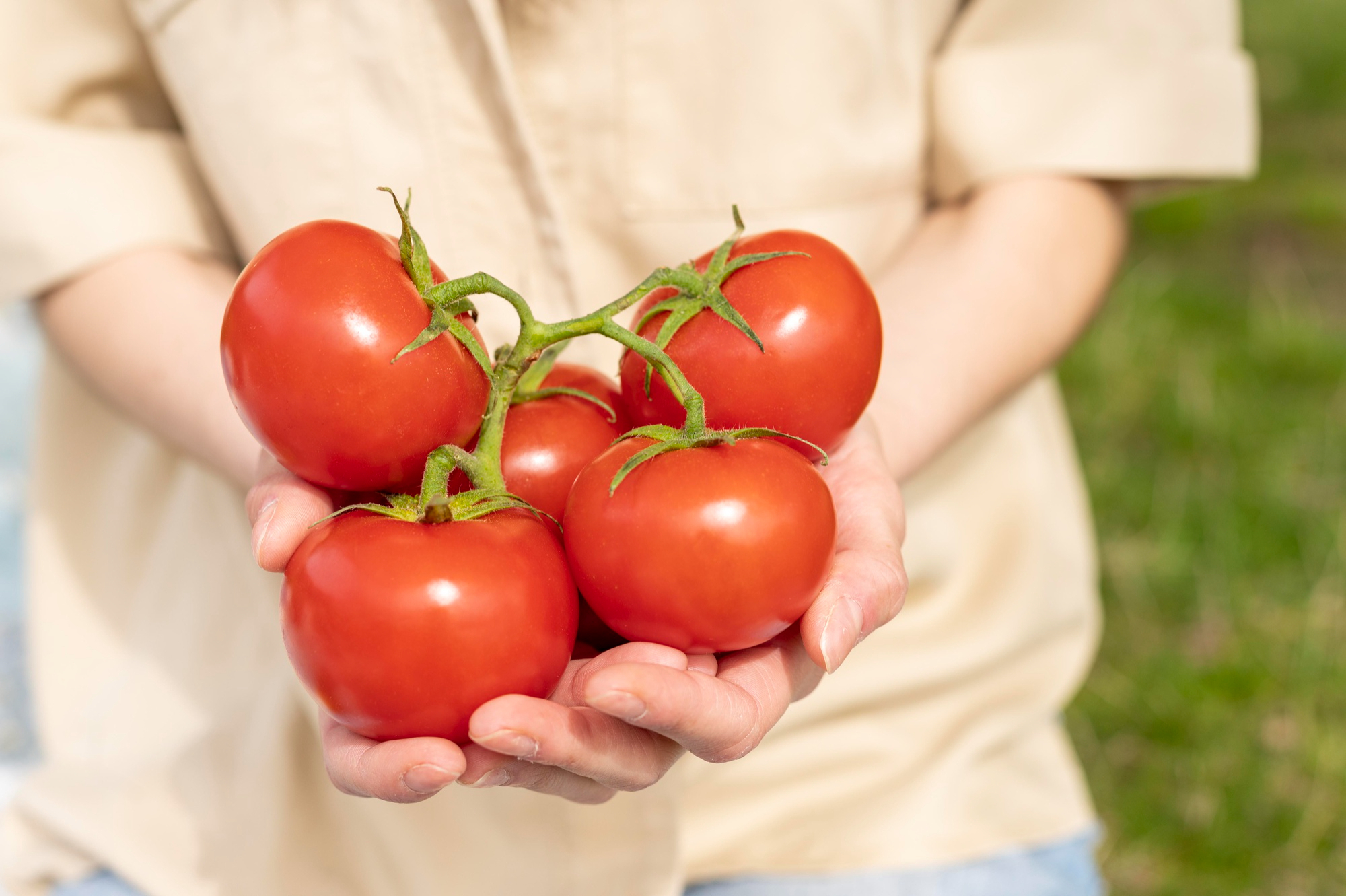 Готовим семена томатов. Помидор в руке. Помидоры в июле. Урожайные томаты 2023 года. Томаты для Кубани открытый грунт.