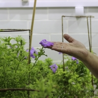 Исследовательский центр в Подмосковье потратит 40 млн рублей на защиту растений