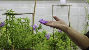 Исследовательский центр в Подмосковье потратит 40 млн рублей на защиту растений