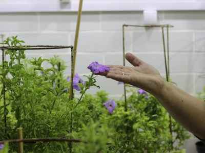 Исследовательский центр в Подмосковье потратит 40 млн рублей на защиту растений