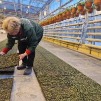 Красногвардейский район Петербурга благоустроят за 98 млн рублей