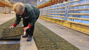 Красногвардейский район Петербурга благоустроят за 98 млн рублей