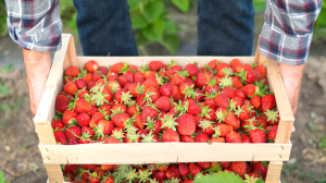 Врач Стрельникова назвала главные правила употребления сезонных ягод