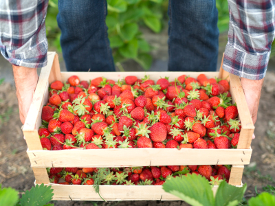 Аграрии Тюменской области расширят ягодные плантации на 16 га