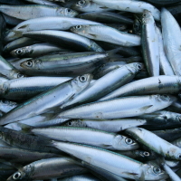 В Северном бассейне стало меньше рыбопромысловых компаний и больше рыбоводных