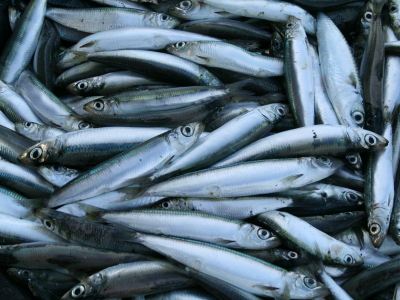 В Северном бассейне стало меньше рыбопромысловых компаний и больше рыбоводных