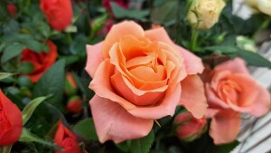 Фото