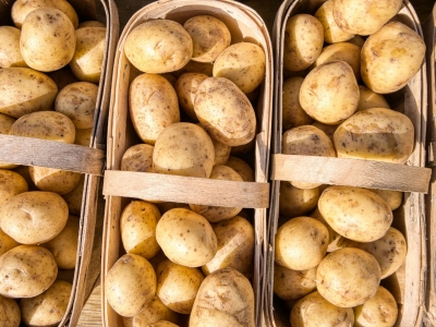 В Озёрском округе посадили 400 га картофеля для обеспечения российского фастфуда