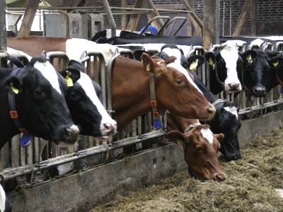 В Ярославле обнаружили фиктивные закупки скота и сельхозсырья