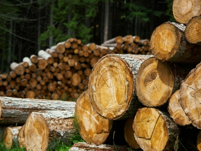 Активы Metsä Group в Ленобласти ушли «Вологодским лесопромышленникам»