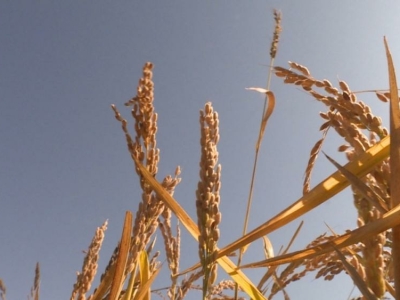Под выращивание риса вернут более 1000 гектаров под Астраханью 