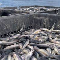 Крупнейший астраханский экспортер рыбы заявил о проблемах в отрасли
