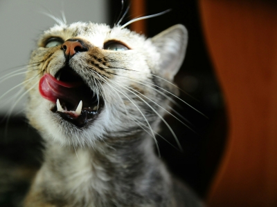 Авито: в Ленобласти часто искали зоонянь в 2025 году