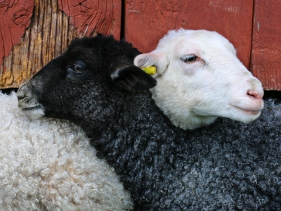 В Калининградской области построят цех по переработке овечьей шерсти