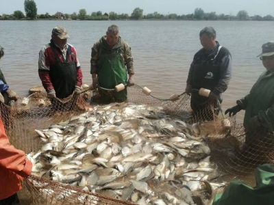Вылов рыбы частиковых пород для воспроизводства завершили в Астраханской области 