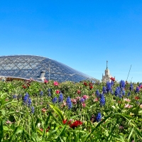 Парк «Зарядье» выделит 50 млн рублей на восстановление цветочной экспозиции