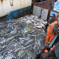 Союз рыбопромышленников Севера: Новые этапы инвестквот в Северном бассейне невозможны