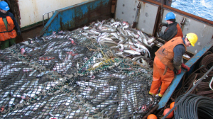 Союз рыбопромышленников Севера: Новые этапы инвестквот в Северном бассейне невозможны
