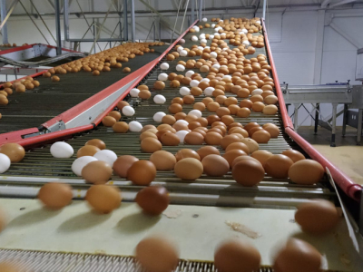 Птицефабрика «Роскар» в Ленобласти увеличит производство яиц на 500 млн штук