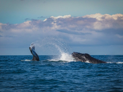 Губернатор Мурманской области Чибис заявил о создании центра защиты китов