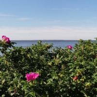 Капремонт пансионата «Заря» в Репино обойдется в 40 млн рублей