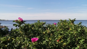 Капремонт пансионата «Заря» в Репино обойдется в 40 млн рублей