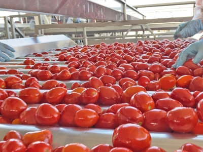 «ОЛЬВЕРА» построит под Астраханью третий завод томатной пасты 