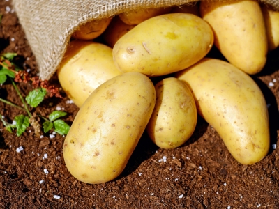 Калужские аграрии засеяли картофелем 1200 гектаров