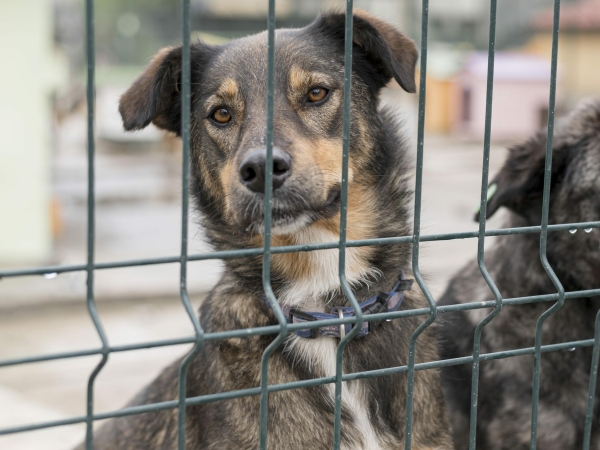 Госдума рассмотрит законопроект о регламентации разведения домашних животных - Фото