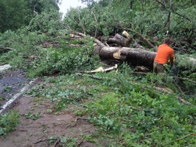 В Ленобласти с дорог убрали 525 поваленных ураганом деревьев