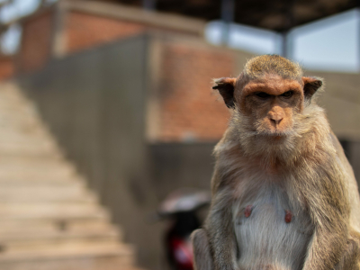 Житель Петербурга лишился необычного питомца прямо во время отпуска