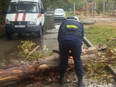 В Астрахани городские спасатели убрали с улицы рухнувшее дерево