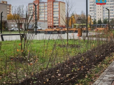 В Рыбинске высадят живую изгородь в парке на Суркова