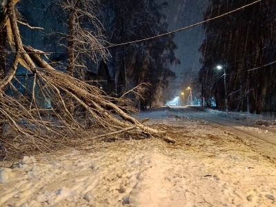 В Калужской области случился массовый деревопад