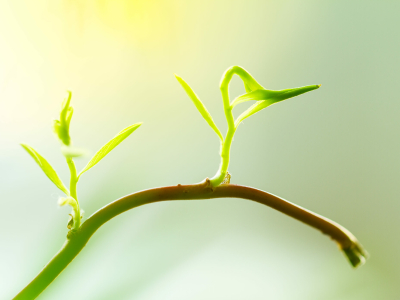 Школьники Малоярославецкого округа будут изучать генетику растений