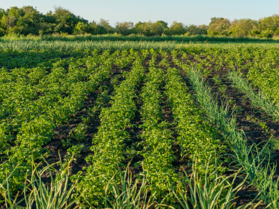 В Дербентском районе пострадавшие от паводков получат землю