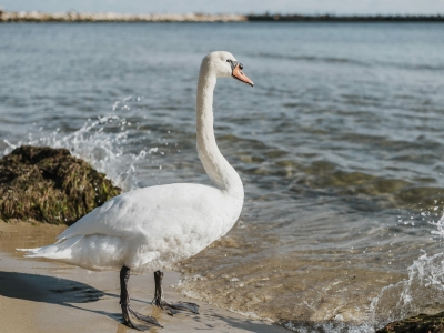 Одинокий лебедь на замерзающем пруду Нижнего Тагила привлек внимание жителей