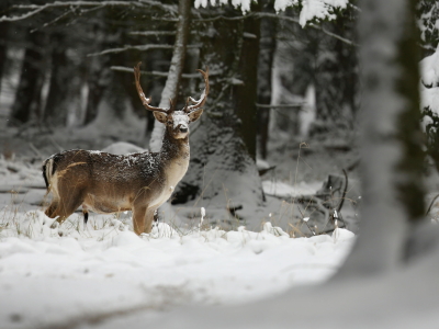 В «Лосином острове» опровергли слухи о массовой гибели пятнистых оленей