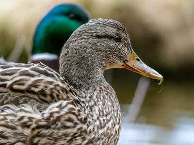В Астраханской области официально завершился сезон охоты на пернатую дичь