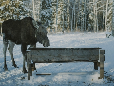 В Ярославской области завершается сезон охоты на лося