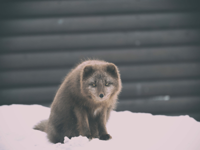 В Тюменской области ввели карантин из-за бешенства животных