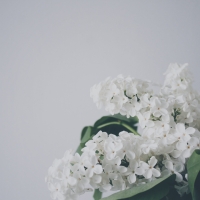 Букет из парка может стоить свободы: что грозит за сбор сирени