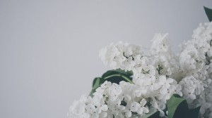 Букет из парка может стоить свободы: что грозит за сбор сирени