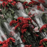 Гвоздики к 9 Мая: почему снова выросли цены на цветы