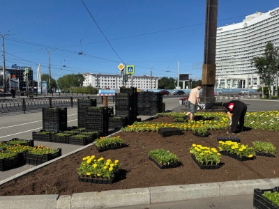 Лебедев сообщил, что в мурманские клумбы начали высаживать новые цветы