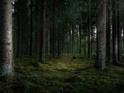 В Москве завершились поиски 12-летнего мальчика