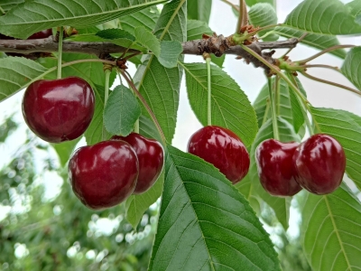 Астраханцам рассказали, как подготовить сад к весне